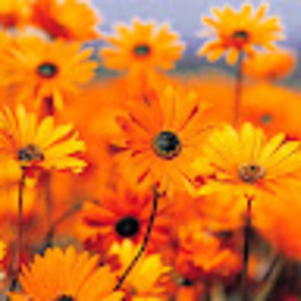 Meet your Posher, Divine